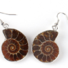 Natural Snail Ammonite Spiral Shell Fossil Earrings Earrings 10